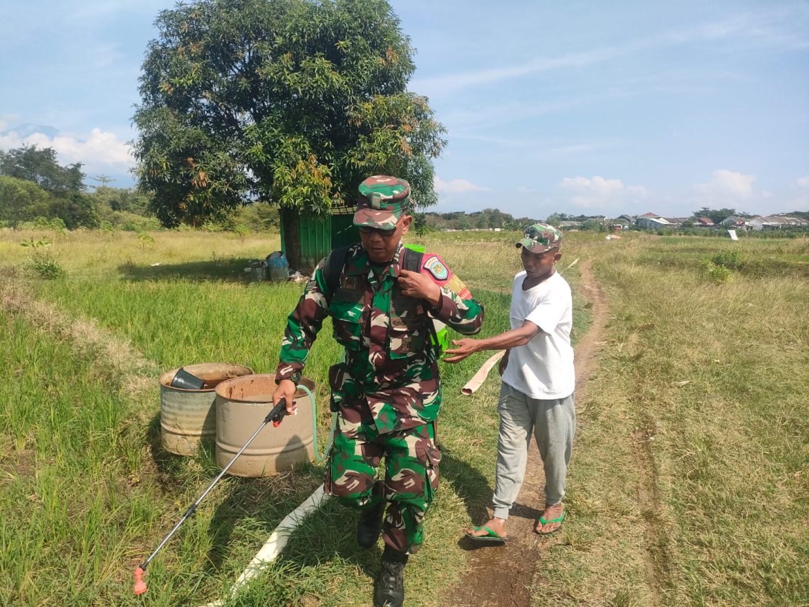 Babinsa Kalijaga Lakukan Penyemprotan Padi, Upaya Sukseskan Hanpangan
