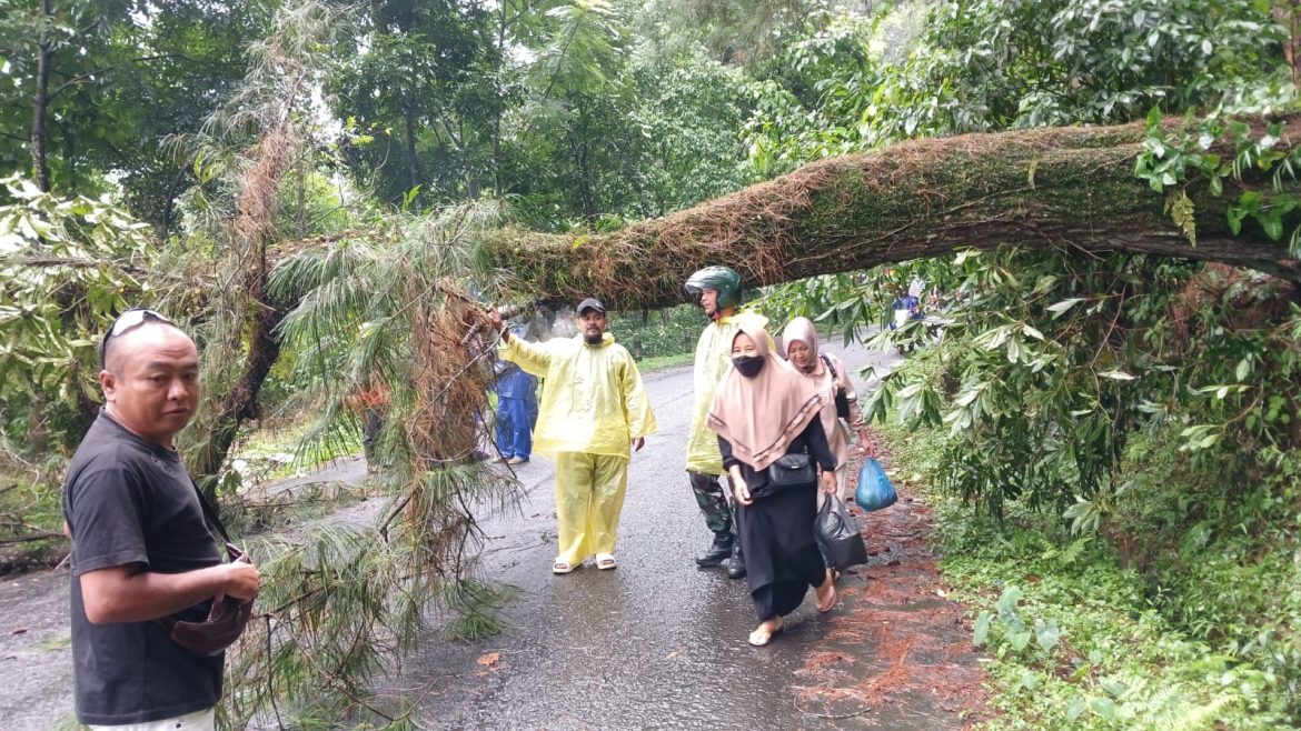 Hujan Deras di Wilayah Kajen Akibatkan Pohon Tumbang