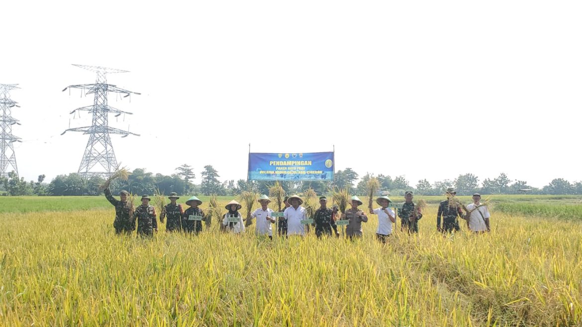 Danramil 0620-09/Karangsembung Lakukan Pendampingan Panen Perdana Padi Demplot Varitas Pajajaran
