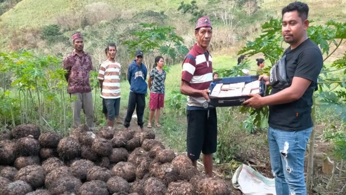 RAUP MILIARAN RUPIAH, PETANI SUKSES PANEN PORANG DI LANDO LOMES KABUPATEN MANGGARAI TIMUR.