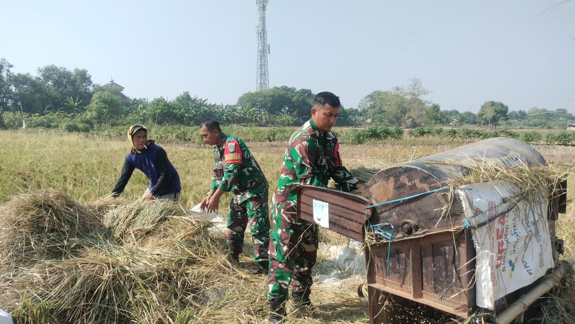 Babinsa Kecapi Ikut Panen Padi, Sukseskan Hanpangan