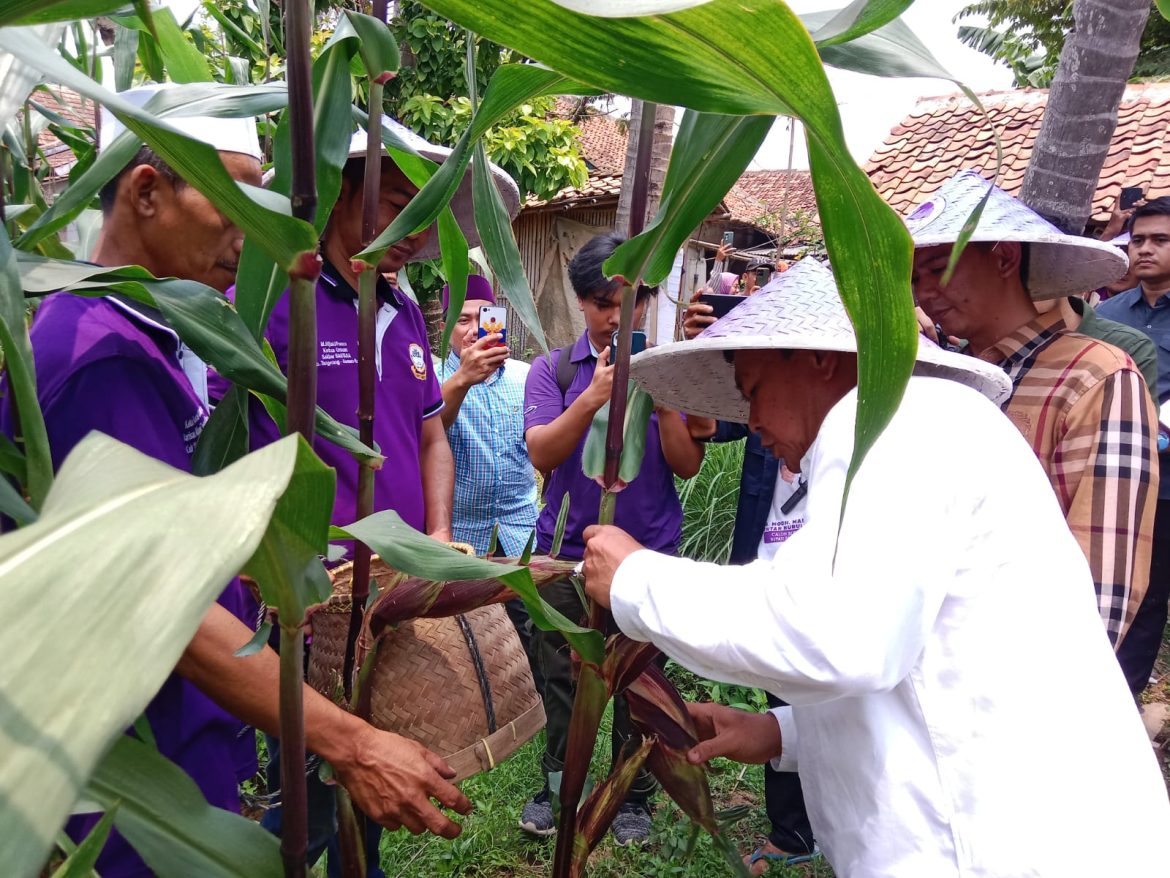 Maesyal Rasyid Bersama Achmad Baiquni Panen Jagung Ungu di Desa Sukamulya