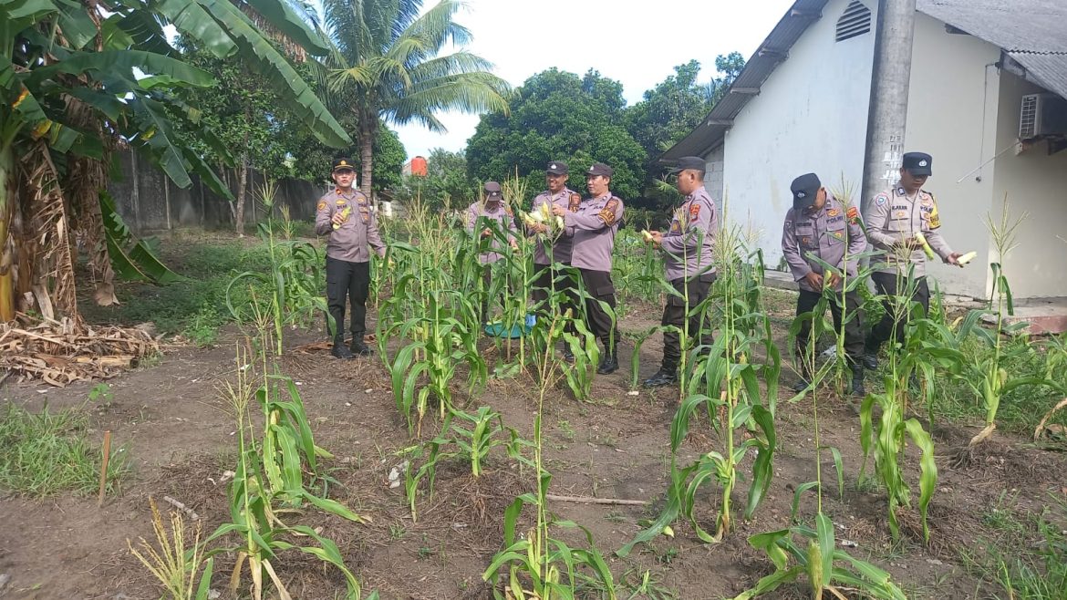 Polsek Merawang Panen Hasil Kebun P2L