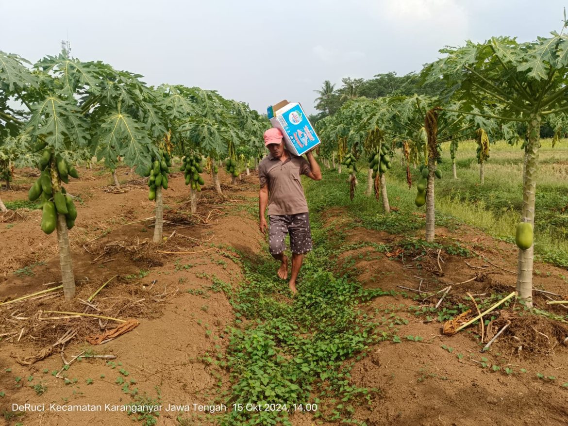 Petani Pepaya Milik Warga Desa Sokosari, Kecamatan Karanganyar, Terancam Gagal Panen. 