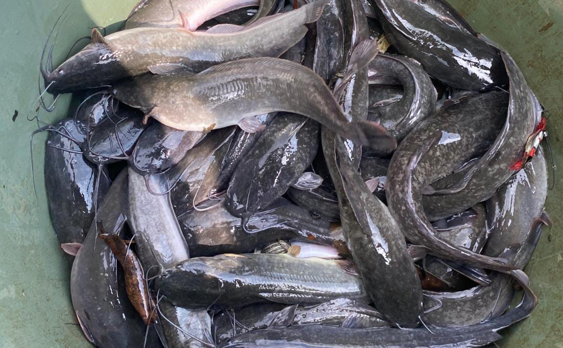 Ikan Lele Binaan WBP Lapas Banjarmasin Berhasil Panen Puluhan Kilo