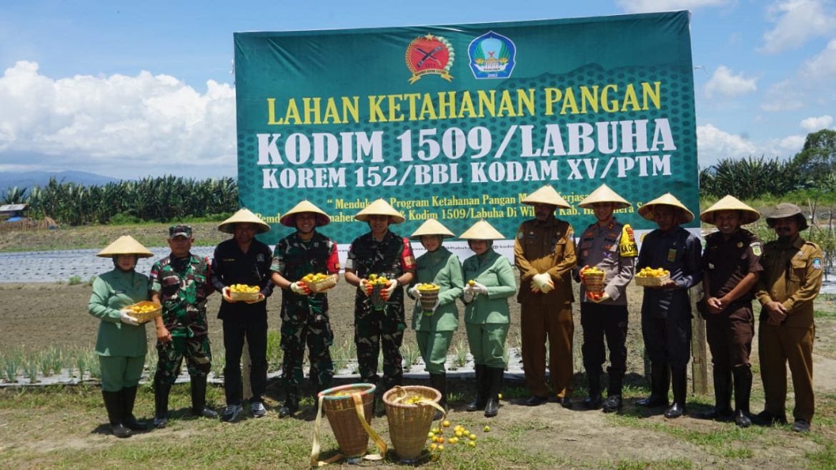 Danrem 152/Babullah Panen Tomat Dan Tanam Jagung Perdana, Dari Hasil Pemanfaatan Dan Optimalisasi Lahan