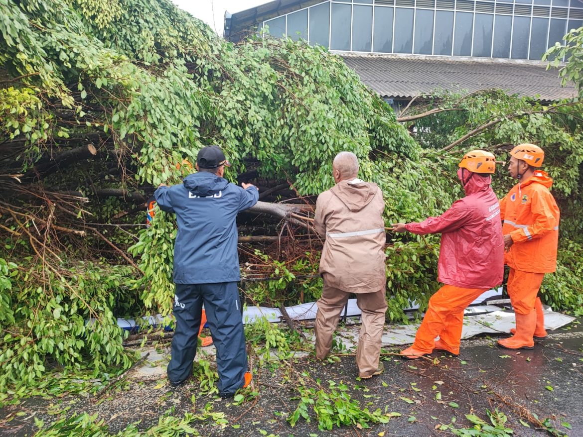 Pohon Beringin Tumbang, Timpa Layos Kios Pasar Karanganyar dan Sepeda Motor