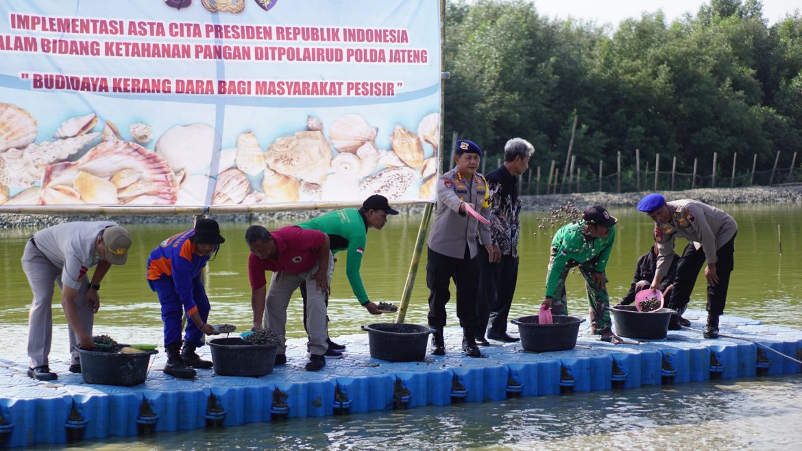 5 Ton Benih Kerang Dara Ditebar Ditpolairud Polda Jateng di Demak Siap Panen dalam 5 Bulan