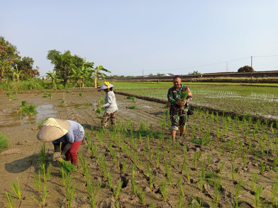 Babinsa Larangan Ikut Tanam Padi, Maksimalkan Program Hanpangan