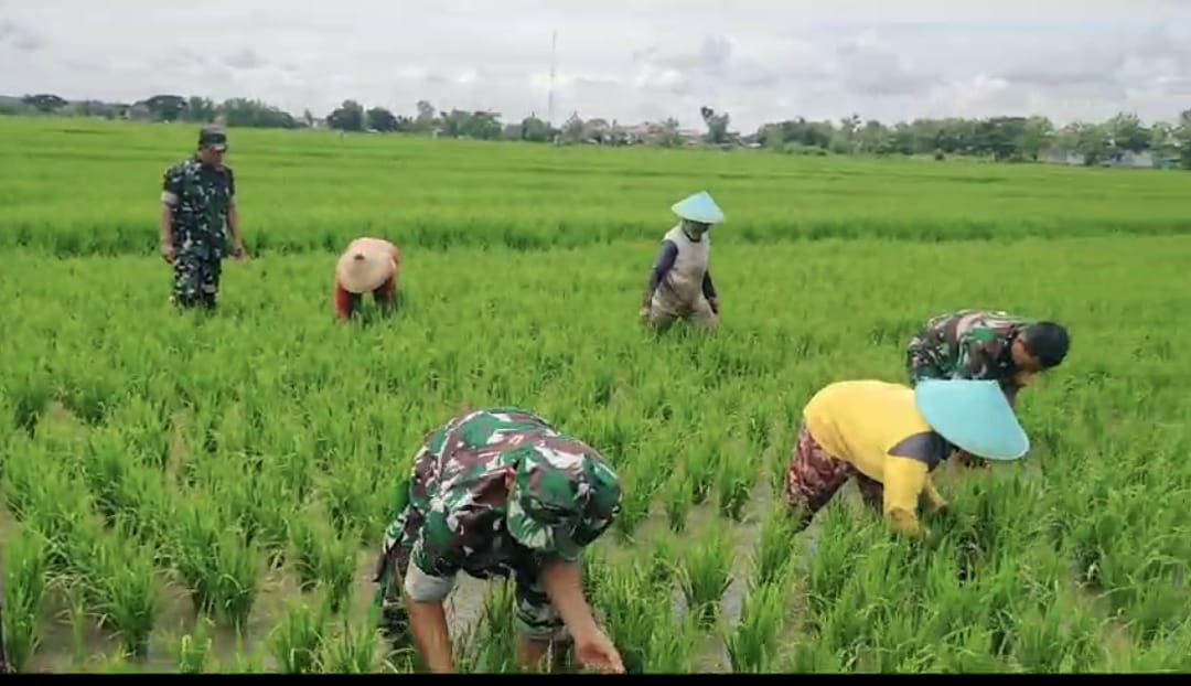 Babinsa Bersihkan Gulma yang Mengganggu Pertumbuhan Tanaman Padi