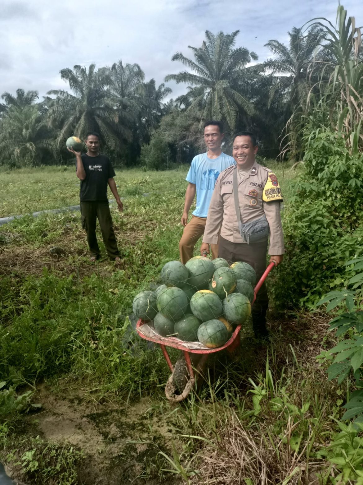 Bhabinkamtibmas Polsek Pangkalan Brandan Bantu Warga Panen Semangka di Desa Lubuk Kasih.