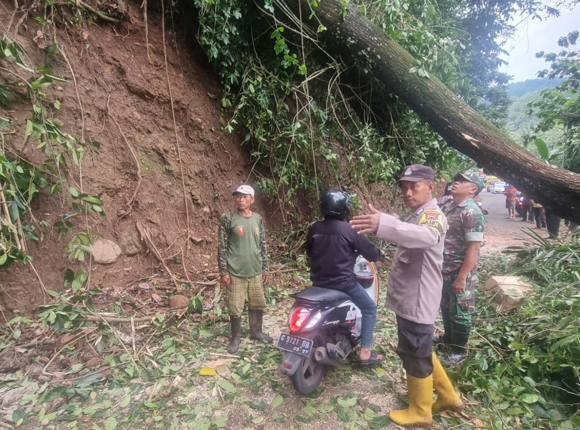 Pohon Tumbang di Kandangserang Tutupi Jalan, Petugas Gabungan Lakukan Evakuasi