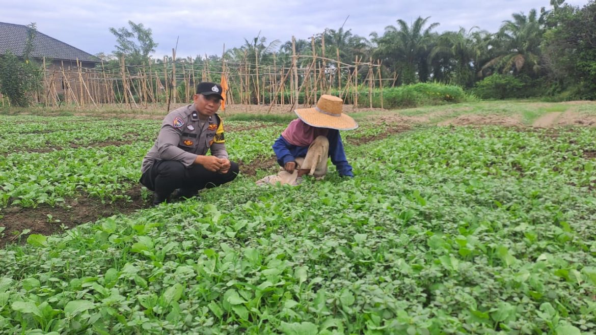 Dekat dengan Petani, Bhabinkamtibmas Polsek Stabat Dorong Ketahanan Pangan di Desa Karang Rejo.