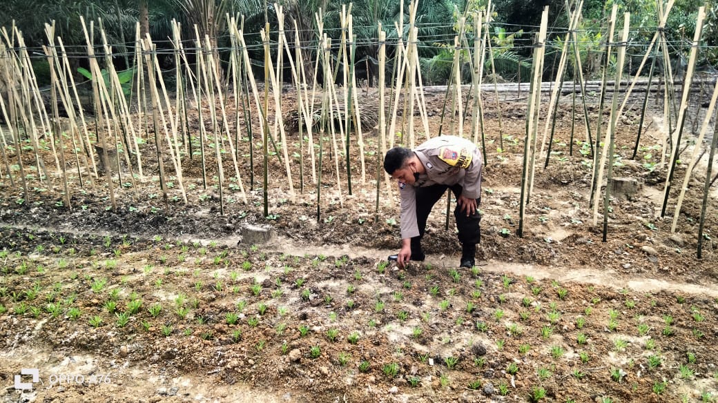 Dukung Ketahanan Pangan, Bhabinkamtibmas Polsek Stabat Sambangi Petani di Desa Sumber Mulio.