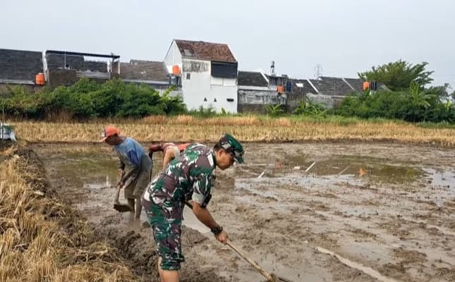 Turun ke Sawah Dampingi Poktan Buat Lahan Penyemaian Padi, Babinsa Sukseskan Ketahanan Pangan Nasional.