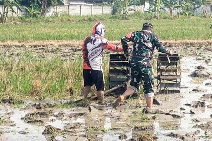 Pendampingan Babinsa Kepada Poktan dalam Proses Pengolahan Lahan untuk Masa Tanam Kedua Tahun Ini