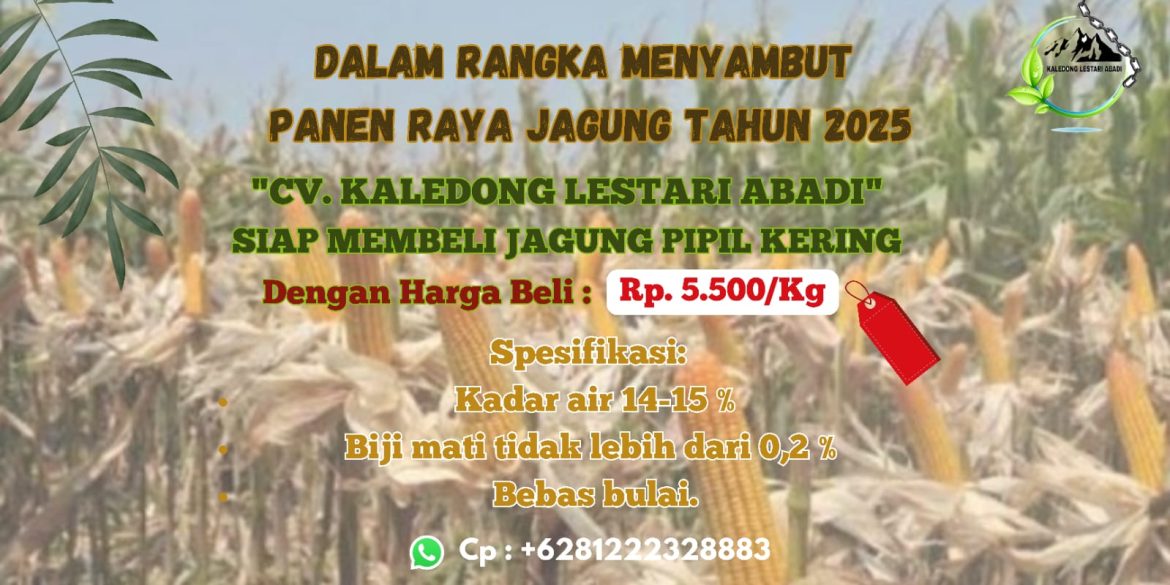 CV. Kaledong Lestari Abadi Siap Membeli Jagung Pipil Kering untuk Panen Raya 2025