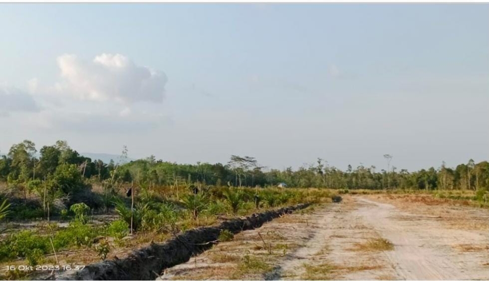 Hutan Kabupaten Bangka Selatan Hancur Akibat Perambahan Sawit, KPHP Muntai Palas Dinilai Abai