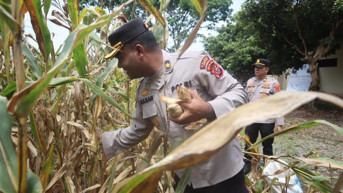 Polres Langkat  Hadapi Keberhasilan Panen RayaJagung