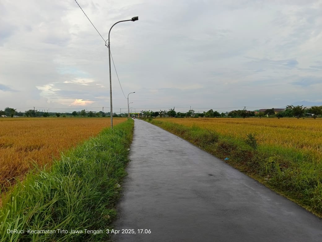 Petani Khawatir, Padi di Sawah Belum Dipanen Meskipun Sudah Berumur Diatas 90 Hari