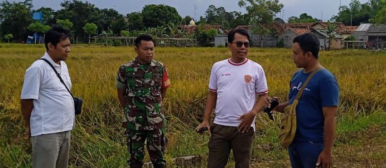 Bulog Pastikan Siap Serap Gabah Petani Pekalongan, Libur Lebaran Bukan Halangan