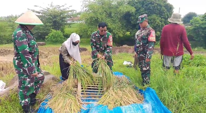 Wujudkan Swasembada Pangan, Danramil 1401/Kesambi Dampingi Petani dalam Kegiatan Pengubinan Padi di Karyamulya