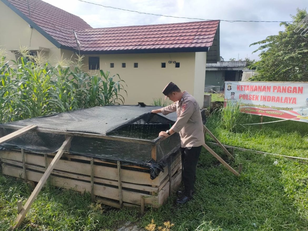 Polsek Indralaya Laksanakan Monitoring Kolam Ikan dan Tanaman Jagung dalam Mendukung Program Ketahanan Pangan