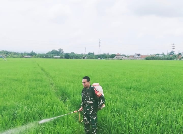 Babinsa Pegambiran Dampingi Poktan Sirandu Jaya Lakukan Penyemprotan Tanaman Padi