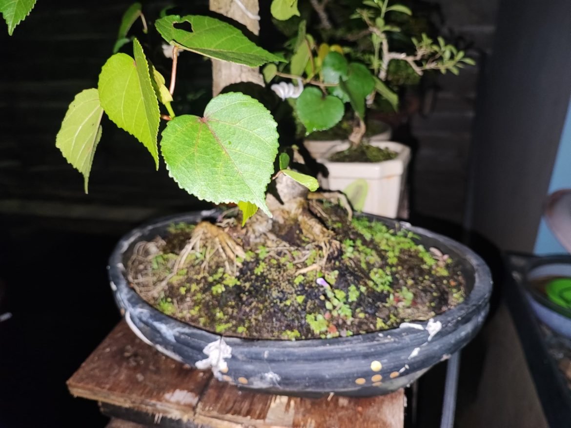Pelaku Pencuri Tanaman Bonsai di Pekalongan Diamankan Polisi
