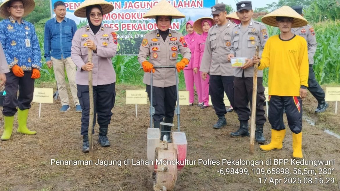Polres Pekalongan dan BPP Kedungwuni Sinergi dalam Penanaman Jagung untuk Mendukung Ketahanan Pangan Nasional