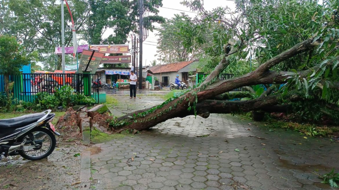 Pohon Tumbang di Halaman BPP Karanganyar, Akses Jalan Masuk dan Keluar Kantor BKKBN Terhambat