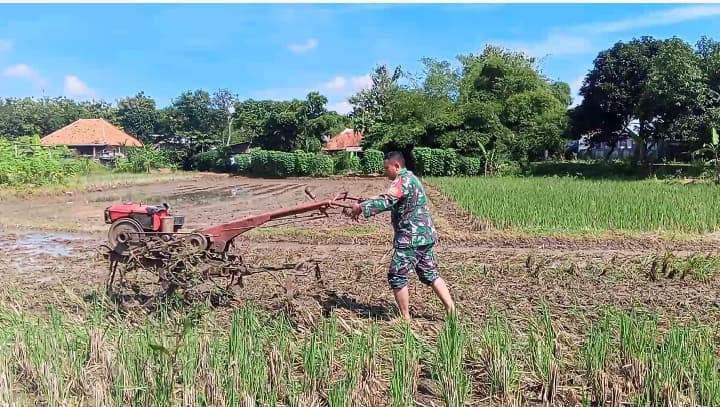 Babinsa Kesenden Turun ke Sawah, Dukung Ketahanan Pangan Nasional