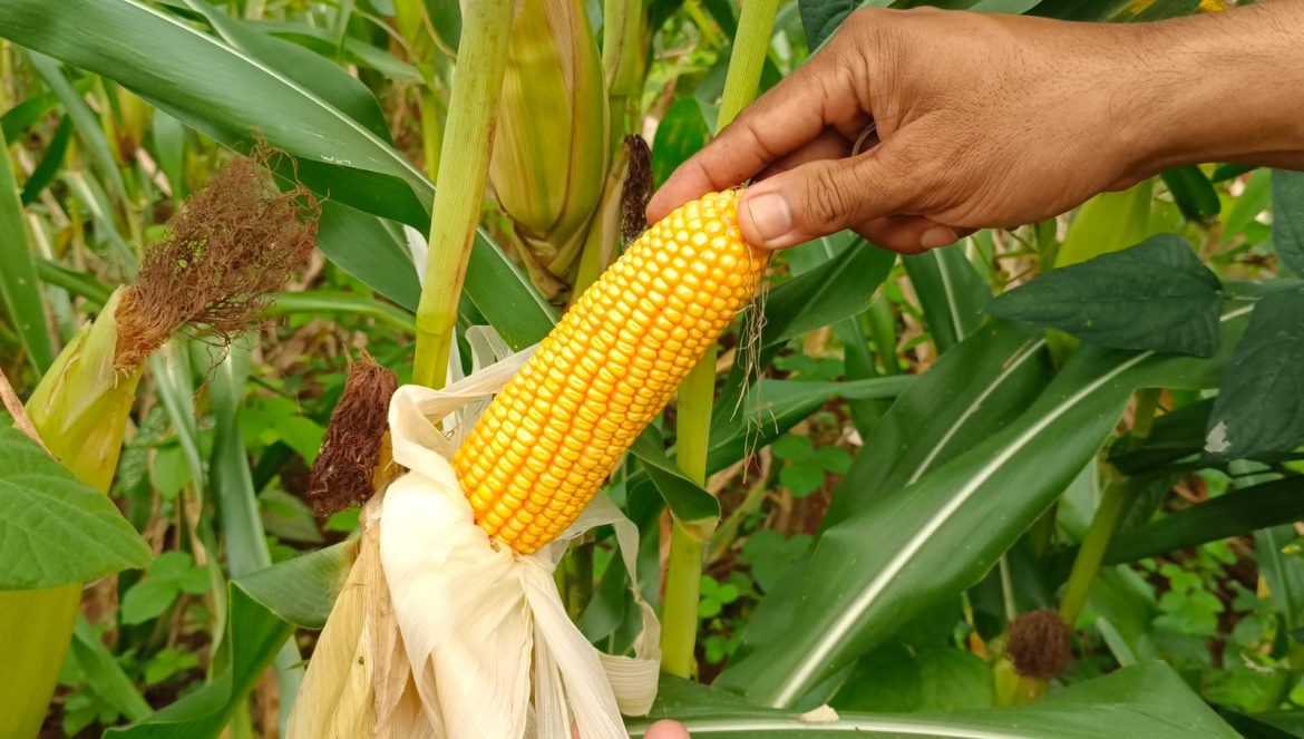 Sinergi Polres Pekalongan dan Pemda, Wujudkan Ketahanan Pangan dengan Panen Jagung Sukses.