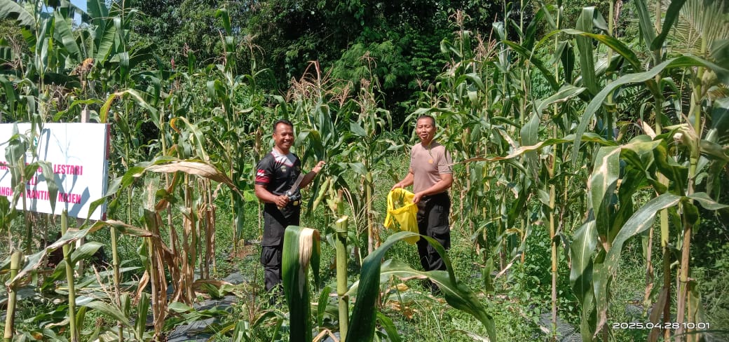 Dukung Ketahanan Pangan, Polsek Kajen Panen Jagung di Lahan Pekarangan Bergizi