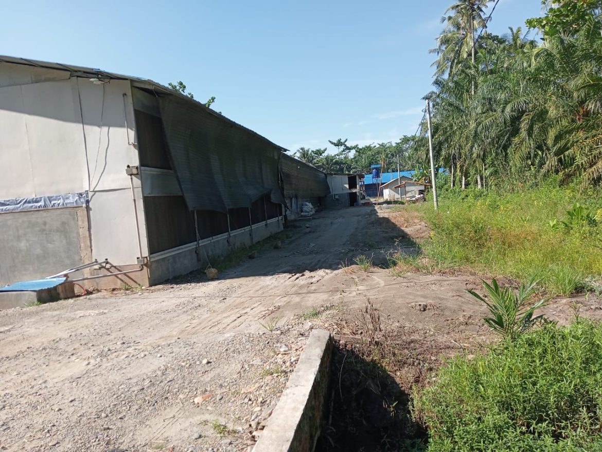 Warga Resah, Pemilik Kandang Ayam di Dusun-X Petak-14 Paret Serong Desa Kebun Kelapa Kecamatan Secanggang Terus Membangun Kandang Ternak Ayam.