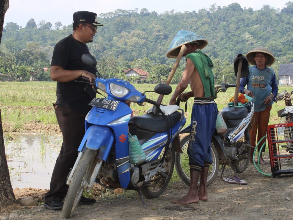 Desa Kalipancur Menghadapi Musim Tanam 2 dengan Semangat Tinggi, Hadiah Rp1.250.000 untuk Berantas Hama Tikus.