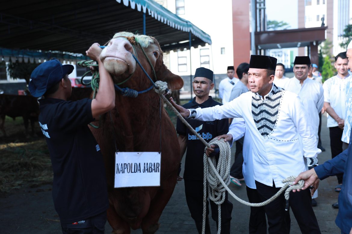 Kapolda Jabar Sumbangkan Dua Ekor Sapi Limosin untuk Pesantren, Penyandang Cacat dan Kaum Dhuafa di Hari Raya Idul Adha 1446 H   