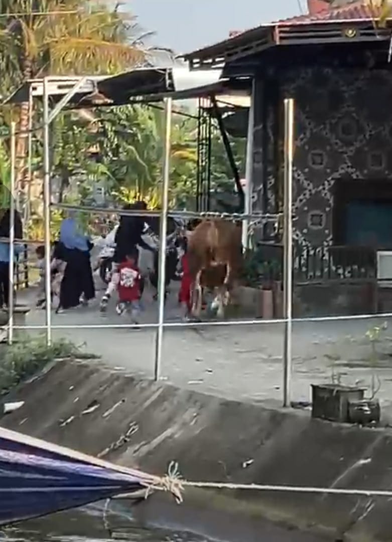 Sapi Kurban Lepas di Pekalongan, Anak-Anak Terinjak Saat Lari Selamatkan Diri
