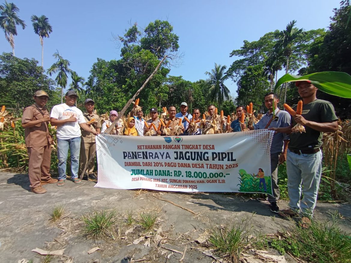 Polsek Tanjung Raja Bersama Pemerintah Desa Pinang Mas Sukses Gelar Panen Jagung dalam Mendukung Ketahanan Pangan Nasional