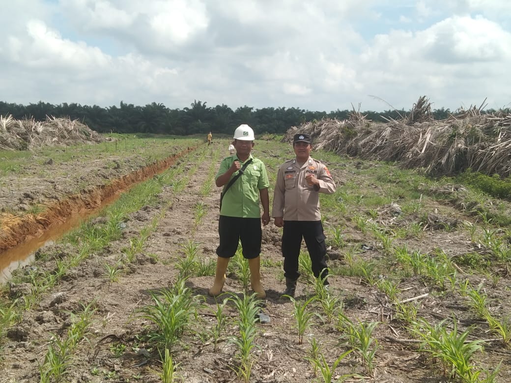 Personil Polsek Pulau Rimau Cek Penanaman Jagung di Lahan PT CVA