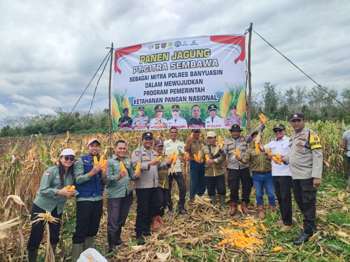 Gugus Tugas Ketapang Polres Banyuasin Sukses Panen Jagung Perdana di Lahan PT Citra Sembawa