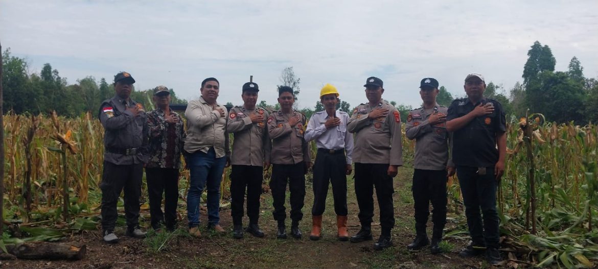 Kapolsek Tanjung Batu Hadiri Panen Raya Jagung di Desa Lubuk Bandung dalam Program Ketahanan Pangan