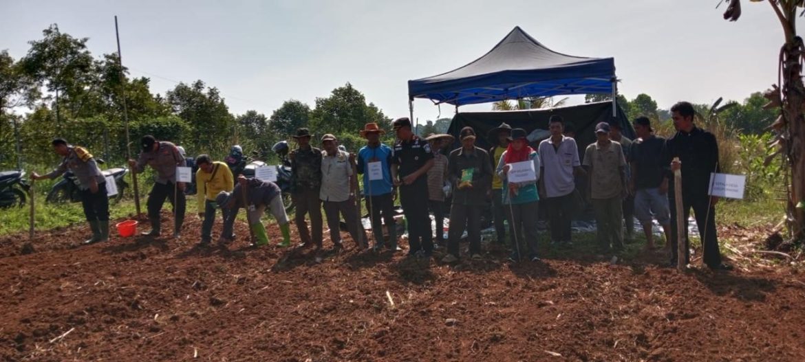 Polres Bogor Bersama Polsek Jasinga Gelar Program Ketahanan Pangan Tanam Jagung di Desa Neglasari   