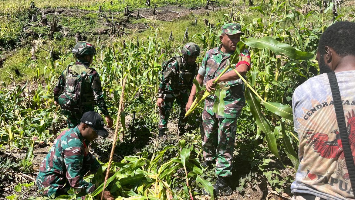 Swasembada Pangan Satgas Yonif 521/DY Membantu Panen Jagung Masyarakat di Distrik Kelila   
