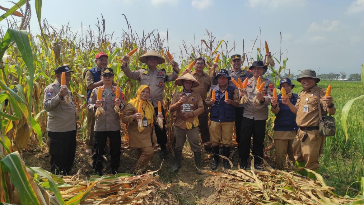 Panen Jagung di Desa Watupayung : Sinergitas Polri dan Petani Hasilkan 4,5 Ton Jagung Maxi