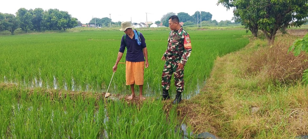 Babinsa Kelurahan Sunyaragi Dampingi Petani Poktan Bangkit Lakukan Penyemprotan Padi Usia 50 Hari