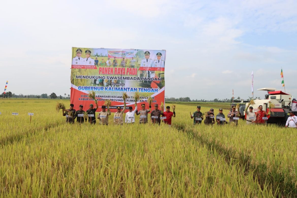 Kapolda Kalteng dan Gubernur Panen Raya Padi di Kapuas, Wujud Dukungan terhadap Ketahanan Pangan   