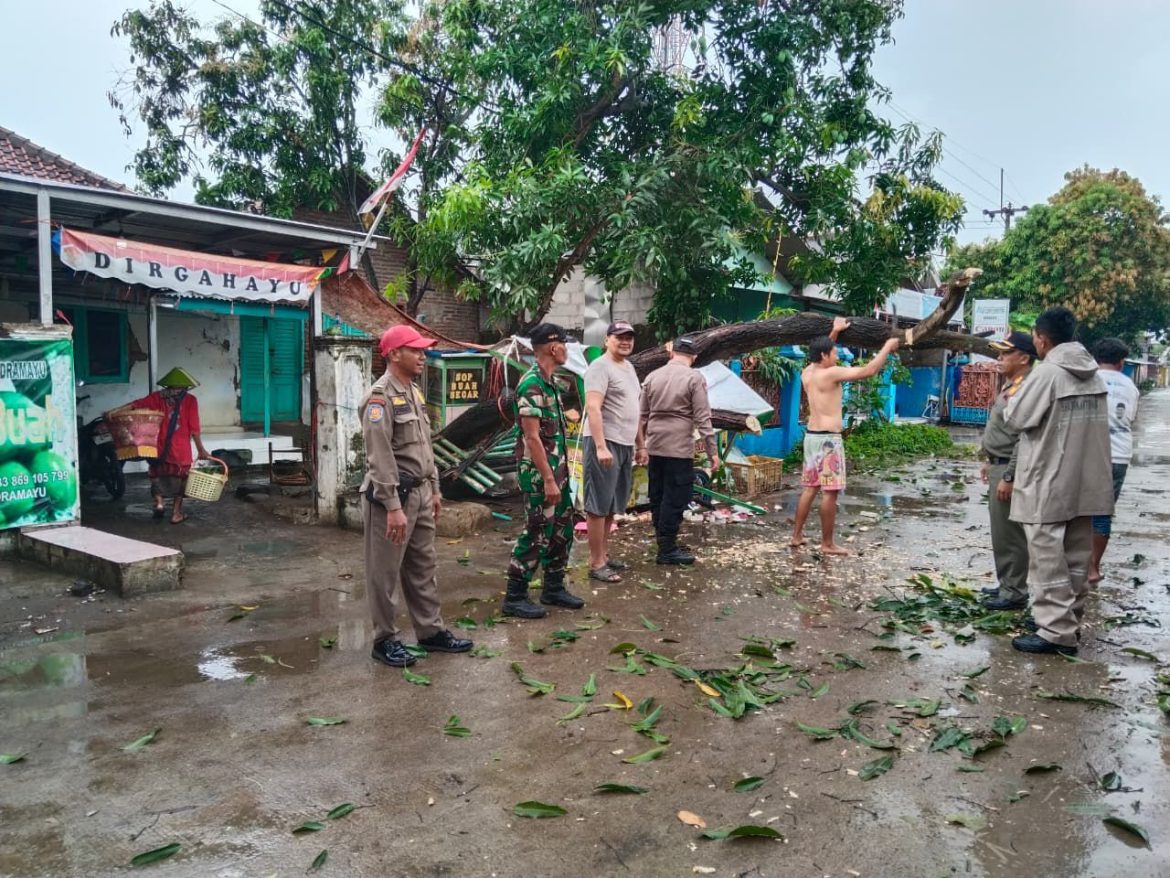 Respons Cepat Polisi dan Petugas Gabungan Evakuasi Pohon Tumbang di Jalan Raya Sliyeg Indramayu   