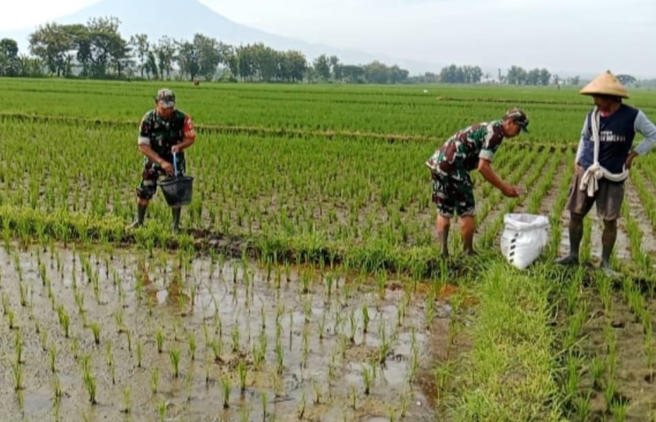 Babinsa Dampingi Pemupukan Padi, Upaya Tingkatkan Hasil Panen dan Kesejahteraan Petani