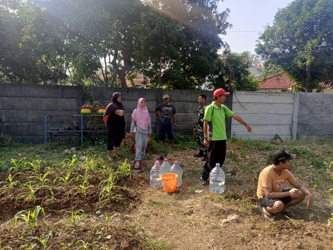 Babinsa Kesambi Dampingi KWT Kampung Melati Tanam Buah Naga dan Jagung
